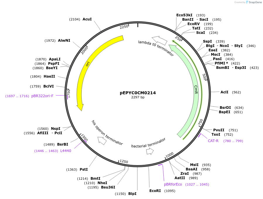 154547-plasmid-map-sequence-id-299419