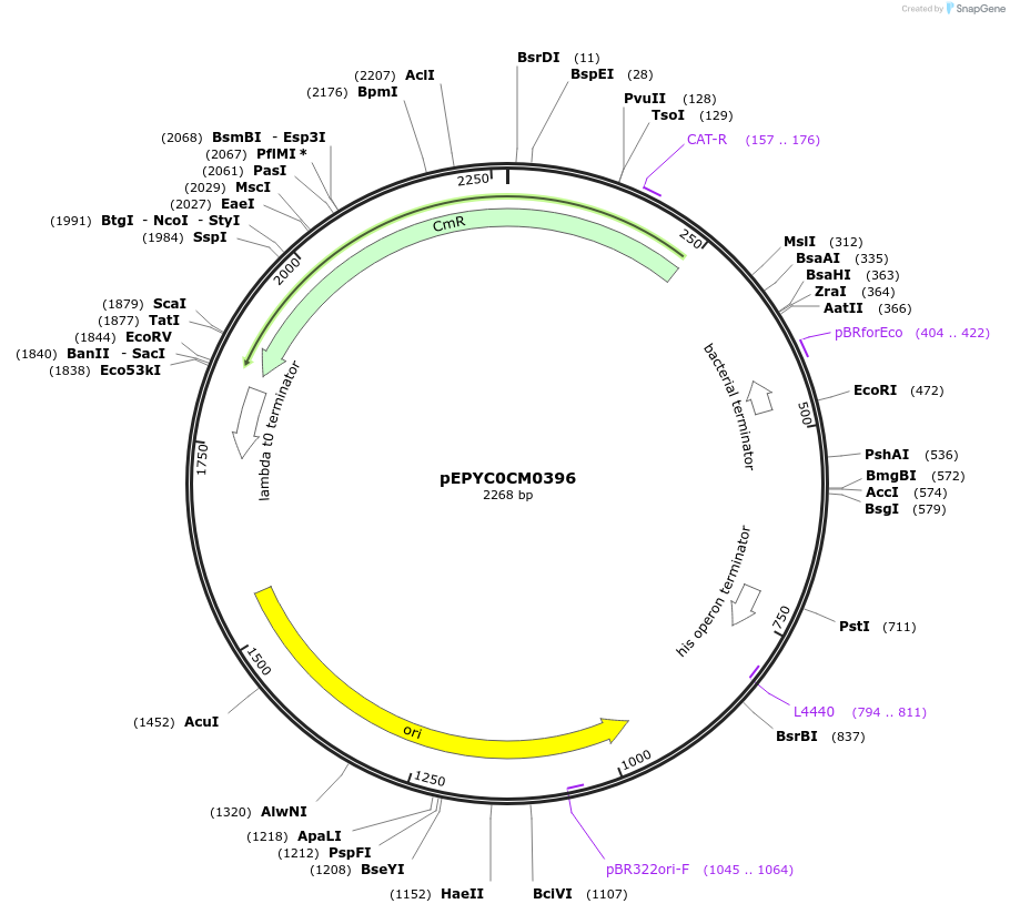 154549-plasmid-map-sequence-id-299421