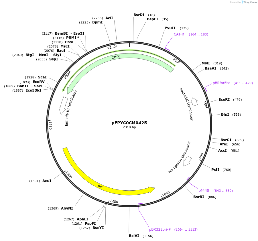 154582-plasmid-map-sequence-id-299456