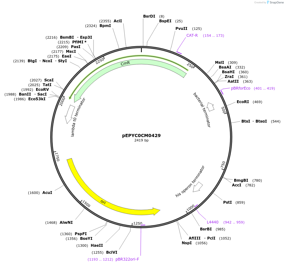 154586-plasmid-map-sequence-id-299460