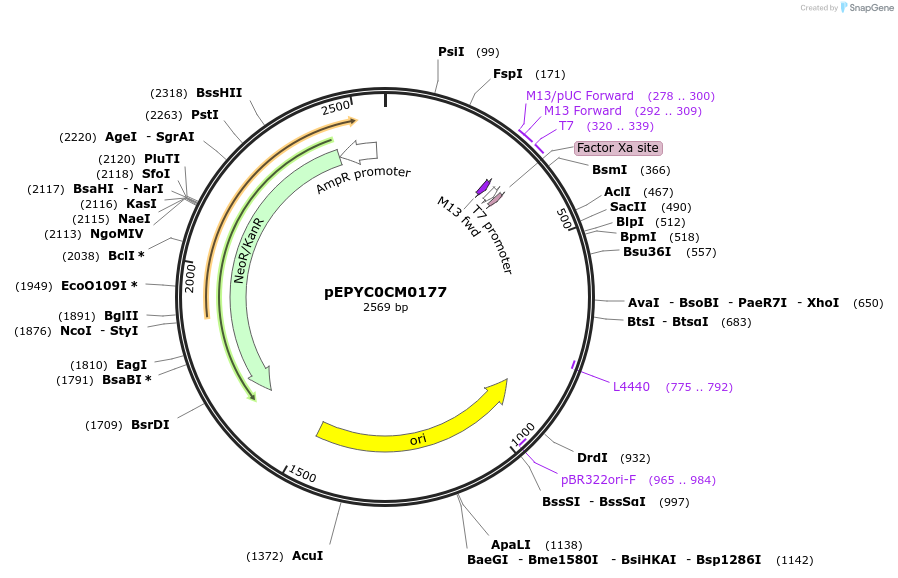 154606-plasmid-map-sequence-id-299480