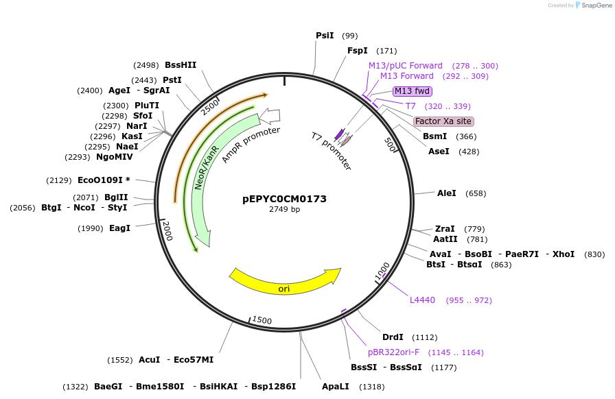 154608-plasmid-map-sequence-id-299482