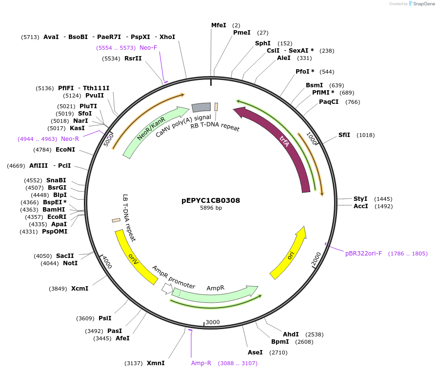 154624-plasmid-map-sequence-id-299498