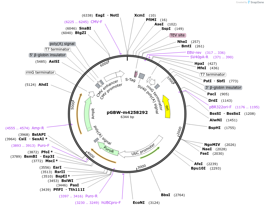 154788-plasmid-map-sequence-id-299517