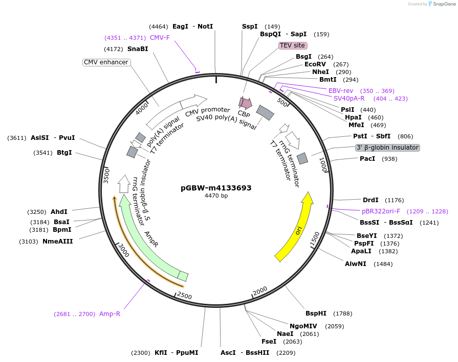 154790-plasmid-map-sequence-id-299519