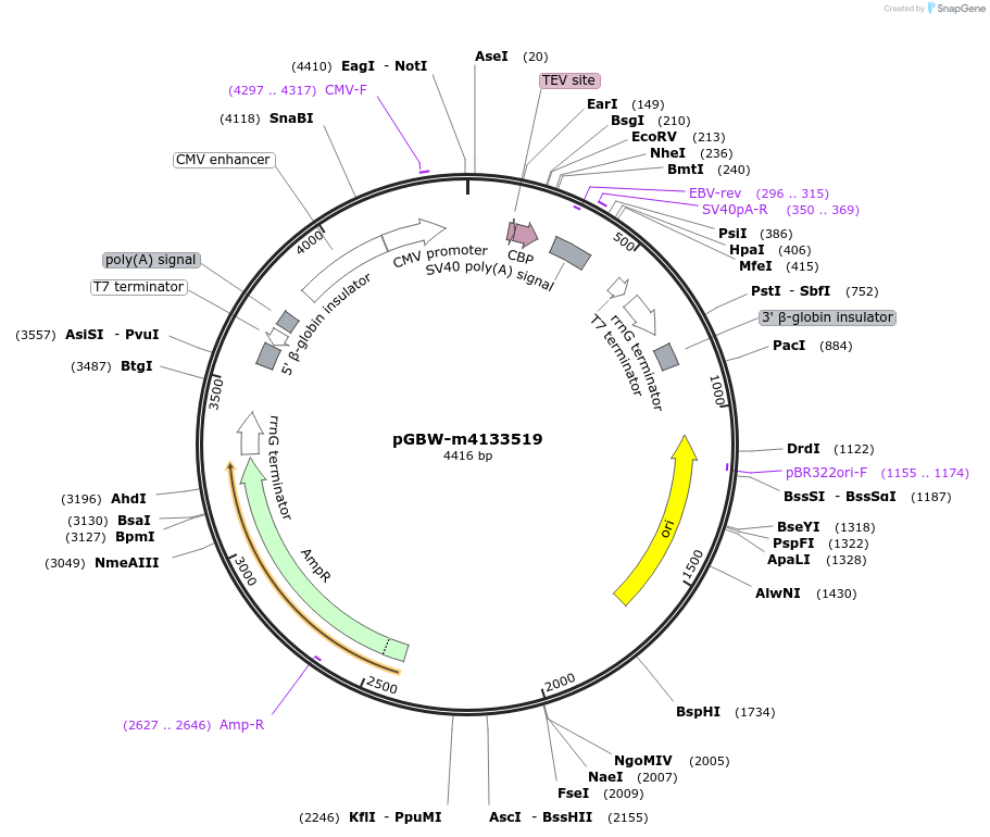 154796-plasmid-map-sequence-id-299525