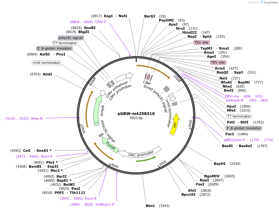 154799-plasmid-map-sequence-id-299528