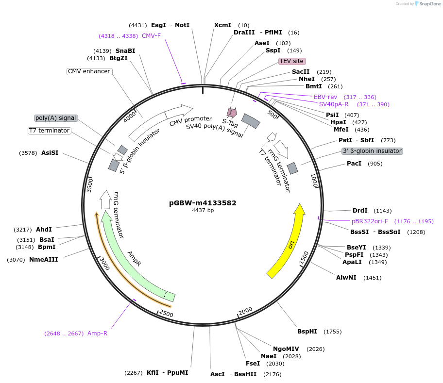 154802-plasmid-map-sequence-id-299531