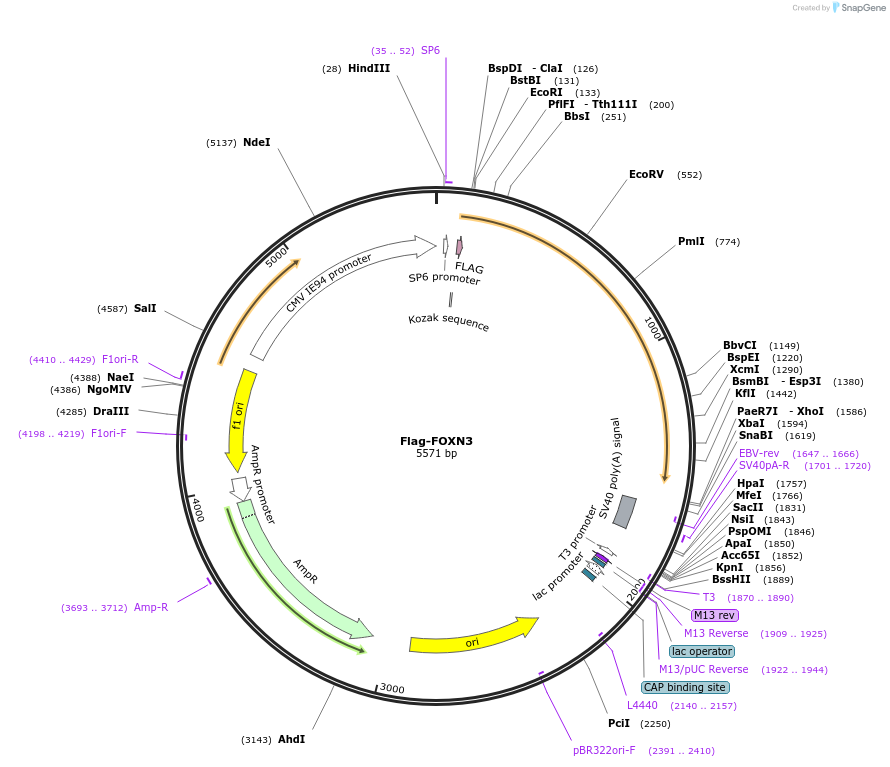 153139-plasmid-map-sequence-id-299544