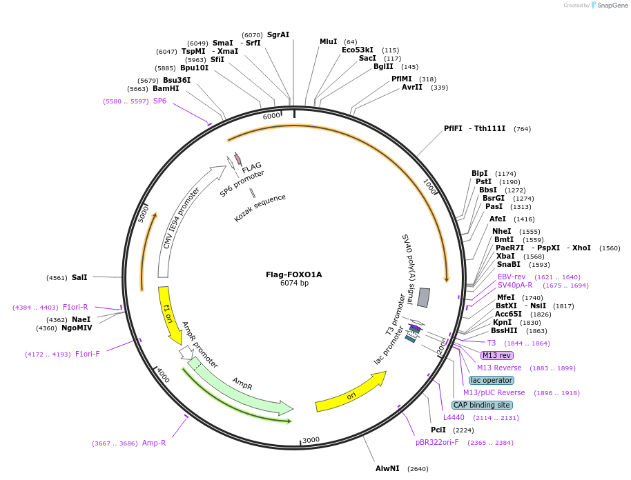 153141-plasmid-map-sequence-id-299545