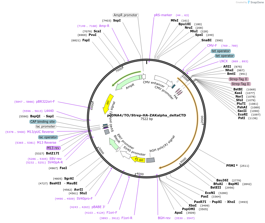 141196-plasmid-map-sequence-id-299546
