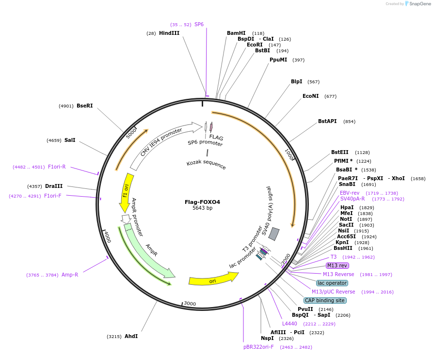 153143-plasmid-map-sequence-id-299549