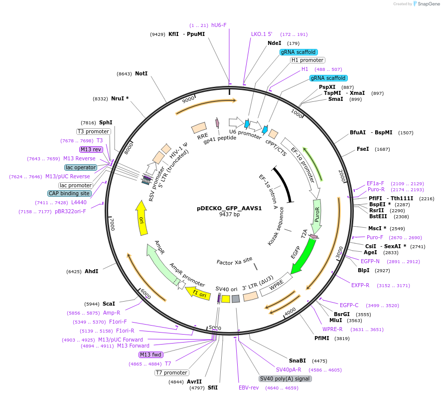 141211-plasmid-map-sequence-id-299563