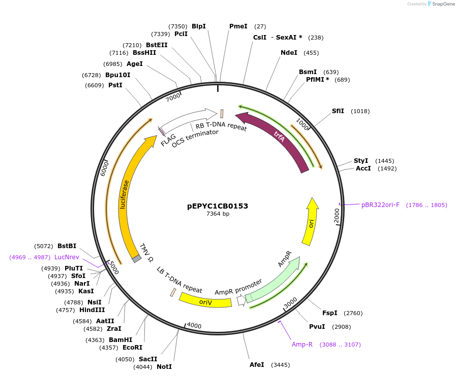 154637-plasmid-map-sequence-id-299567