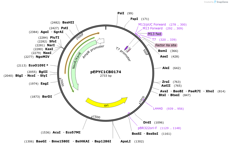 154641-plasmid-map-sequence-id-299571