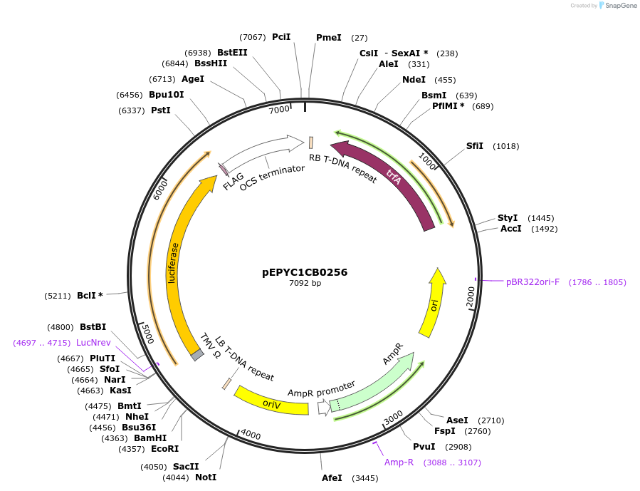 154659-plasmid-map-sequence-id-299589