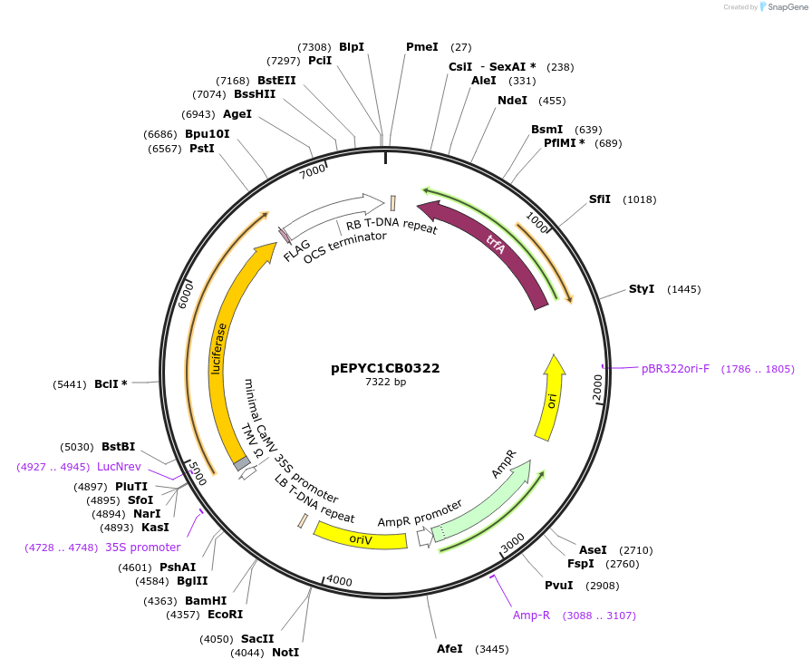 154667-plasmid-map-sequence-id-299597