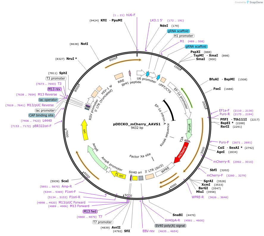 141212-plasmid-map-sequence-id-299605