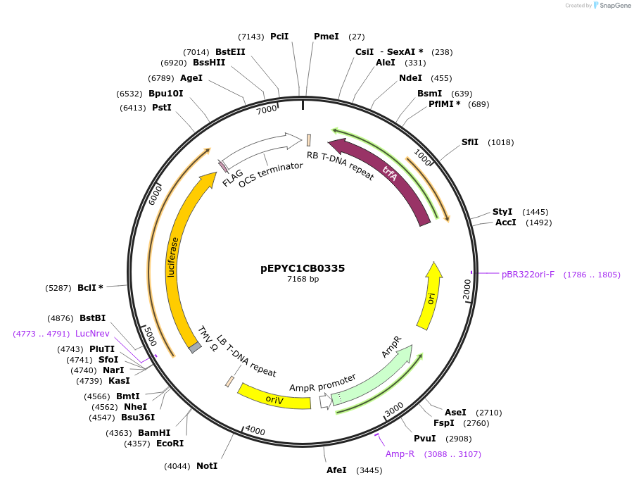 154680-plasmid-map-sequence-id-299611
