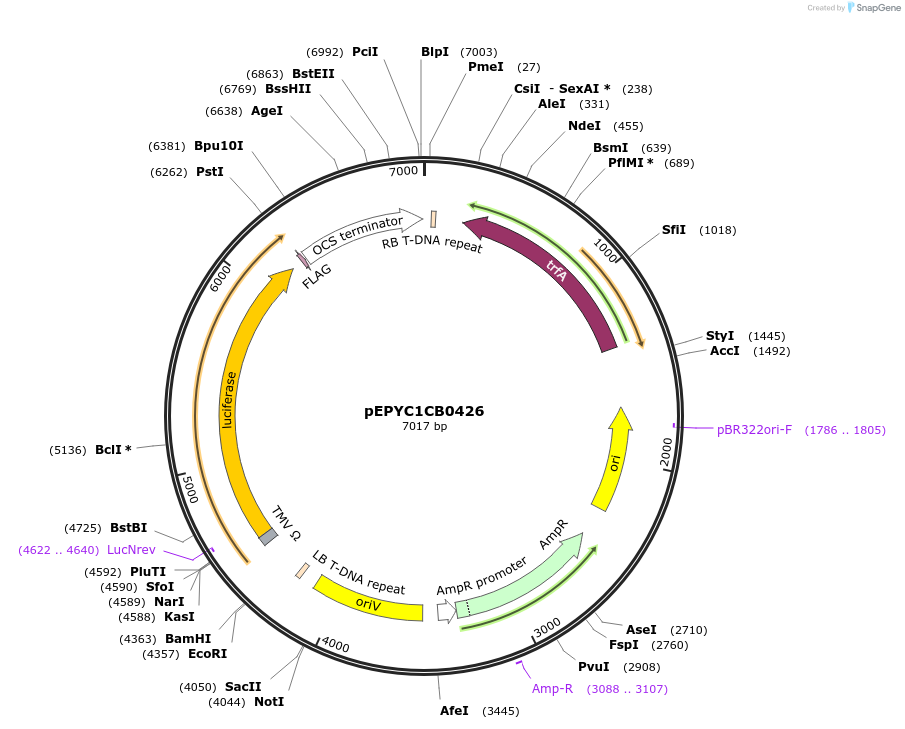 154688-plasmid-map-sequence-id-299619