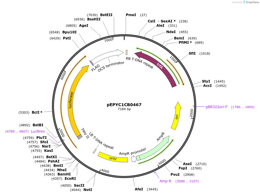 154716-plasmid-map-sequence-id-299650