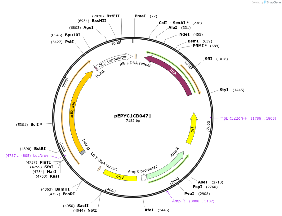 154720-plasmid-map-sequence-id-299654