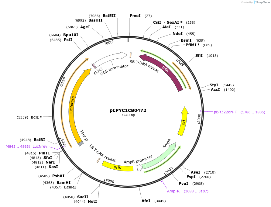 154721-plasmid-map-sequence-id-299655