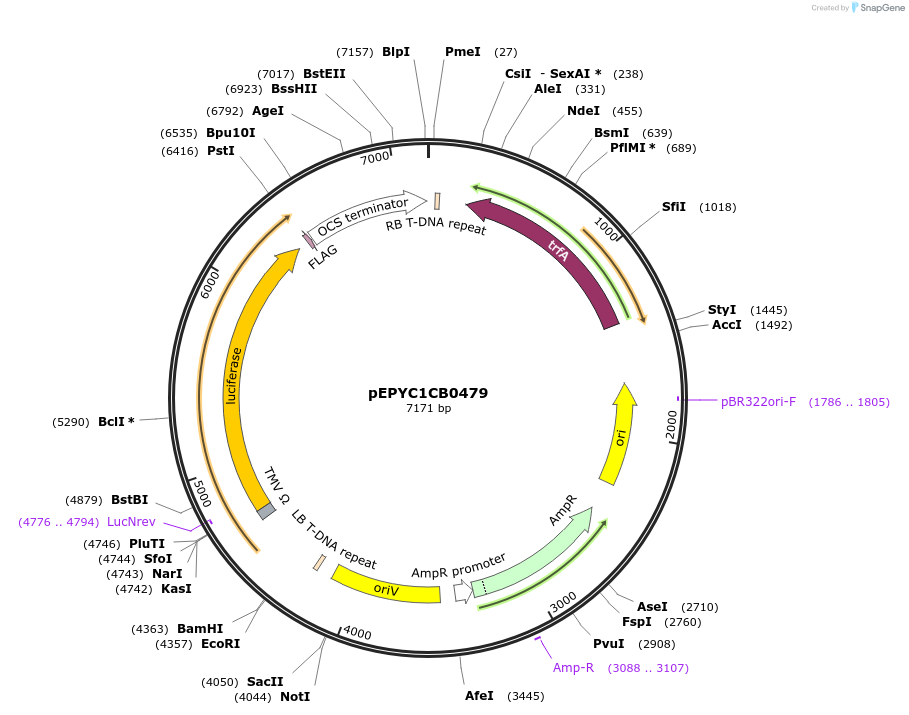 154726-plasmid-map-sequence-id-299660