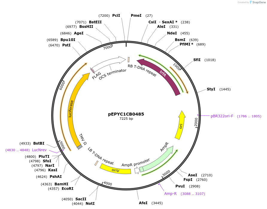 154732-plasmid-map-sequence-id-299666