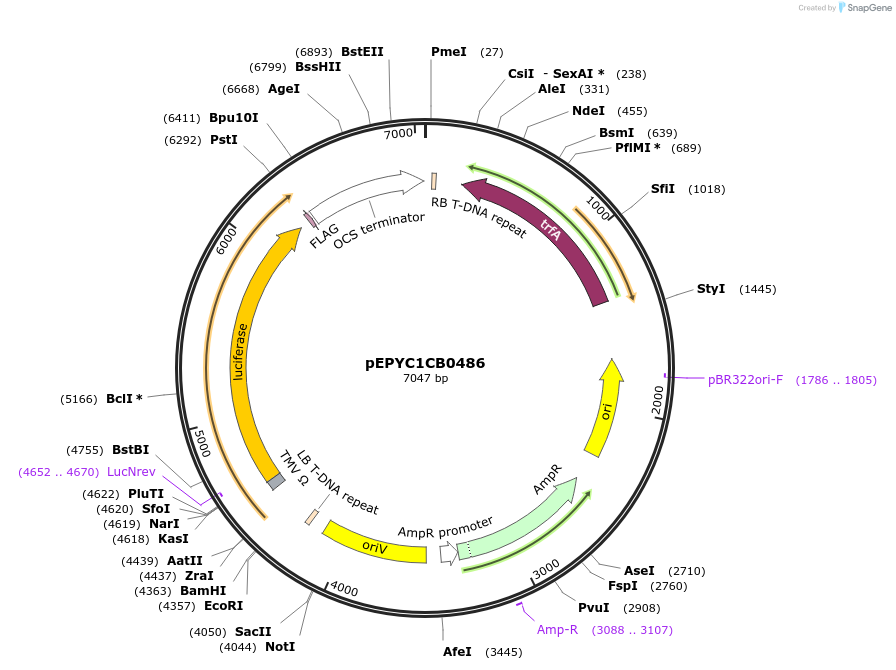 154733-plasmid-map-sequence-id-299667