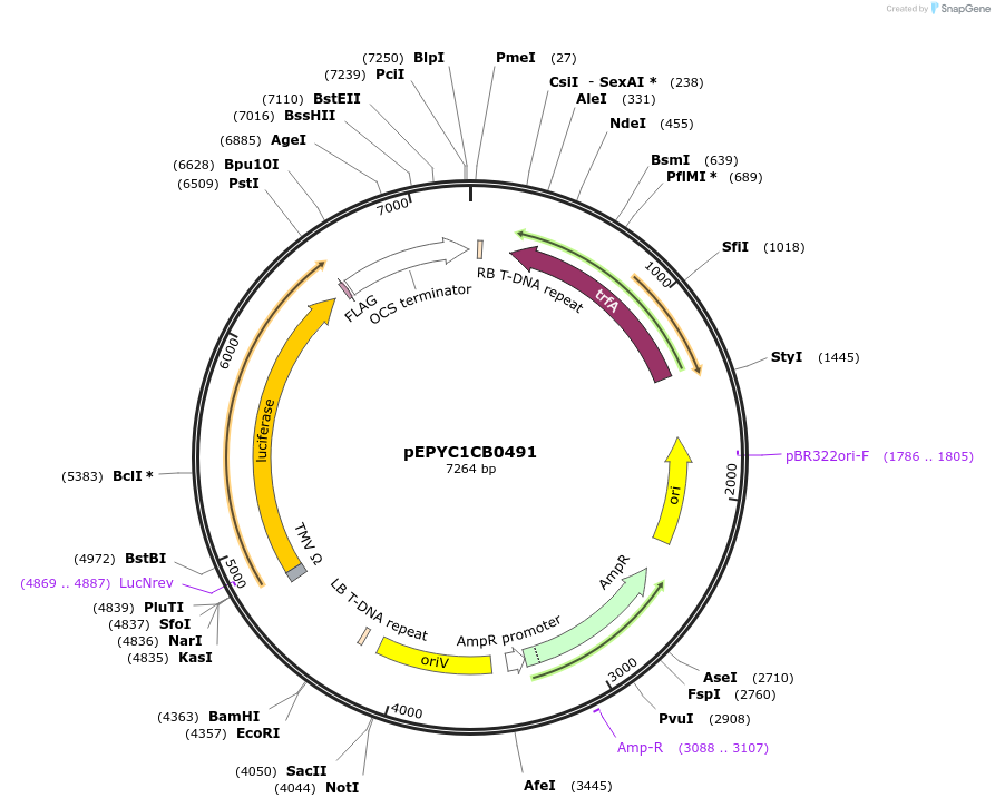 154738-plasmid-map-sequence-id-299672