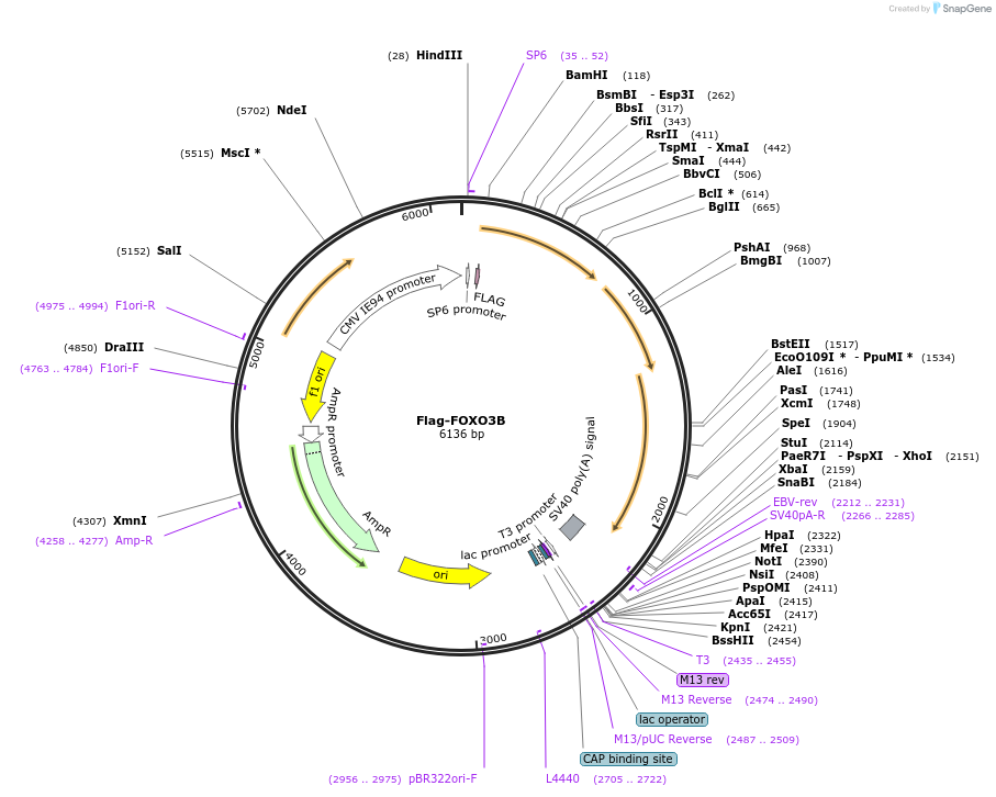 153153-plasmid-map-sequence-id-299701