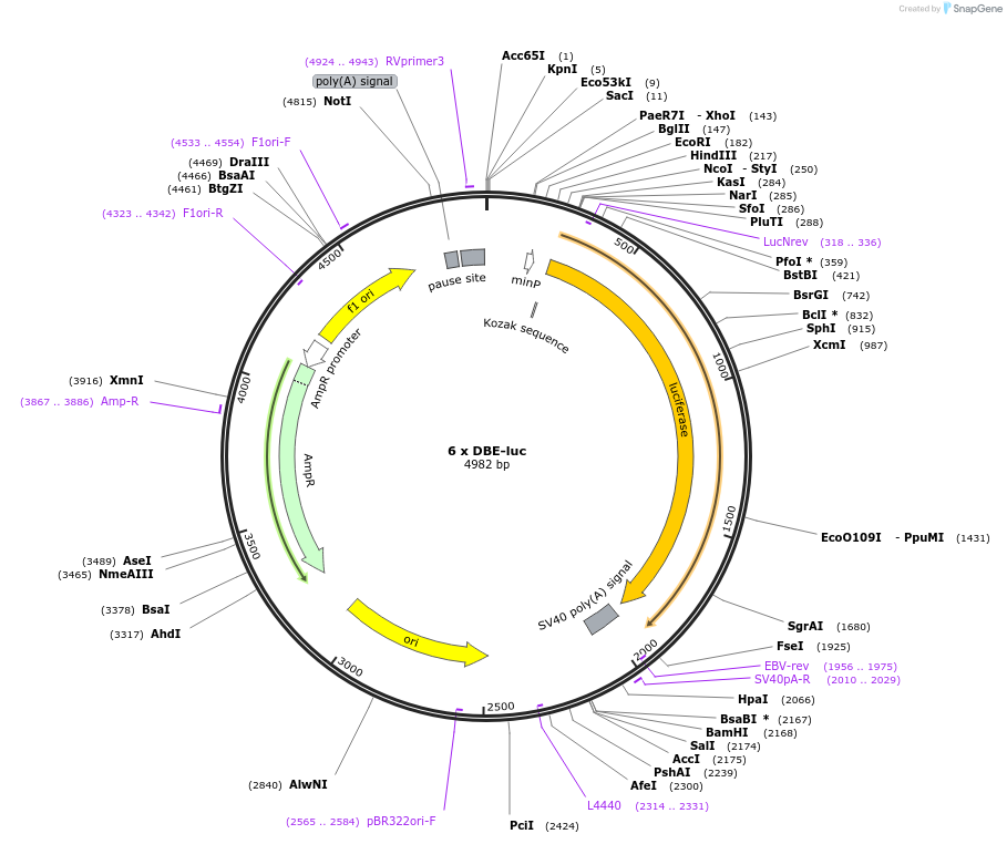 153160-plasmid-map-sequence-id-299716
