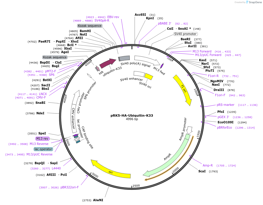 17607-plasmid-map-sequence-id-299751