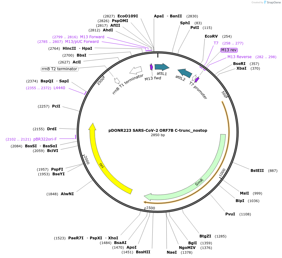 153956-plasmid-map-sequence-id-299762