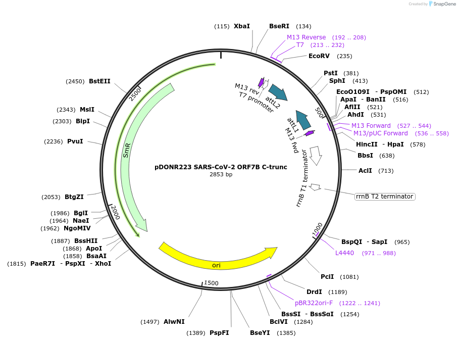 153957-plasmid-map-sequence-id-299766