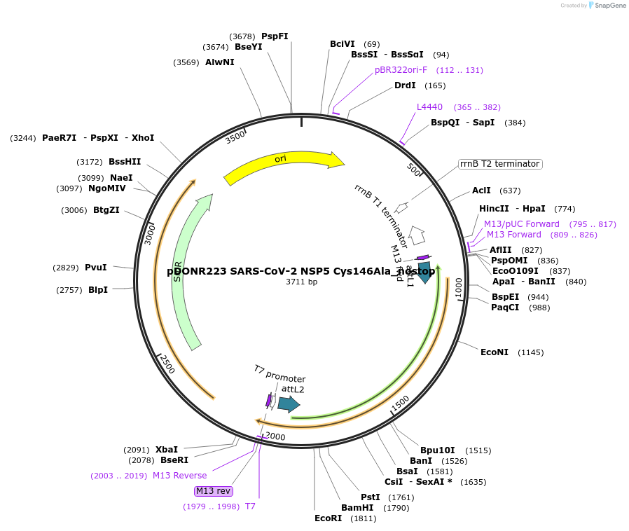 154030-plasmid-map-sequence-id-299770