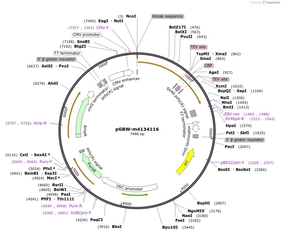 152095-plasmid-map-sequence-id-299795