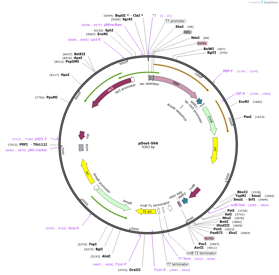 11517-plasmid-map-sequence-id-299808