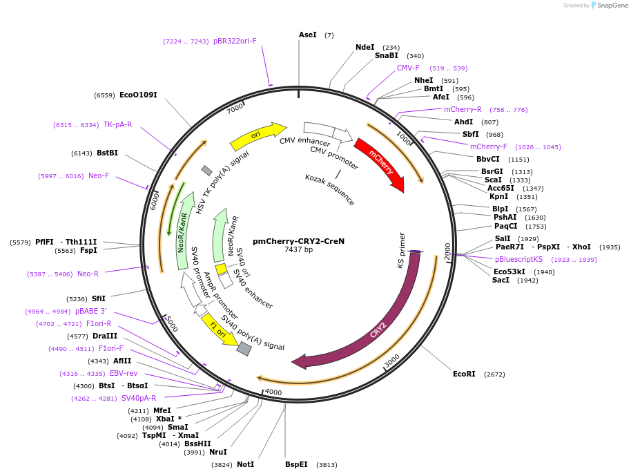 26888-plasmid-map-sequence-id-299819