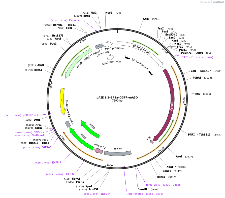 140608-plasmid-map-sequence-id-299845