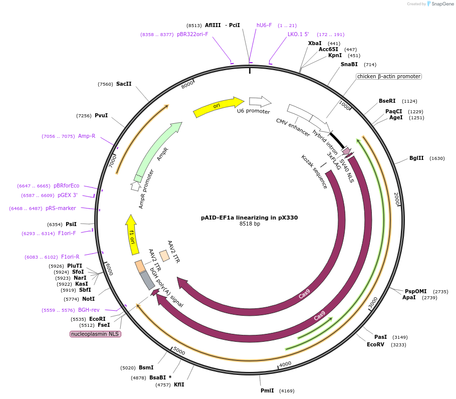 140610-plasmid-map-sequence-id-299854