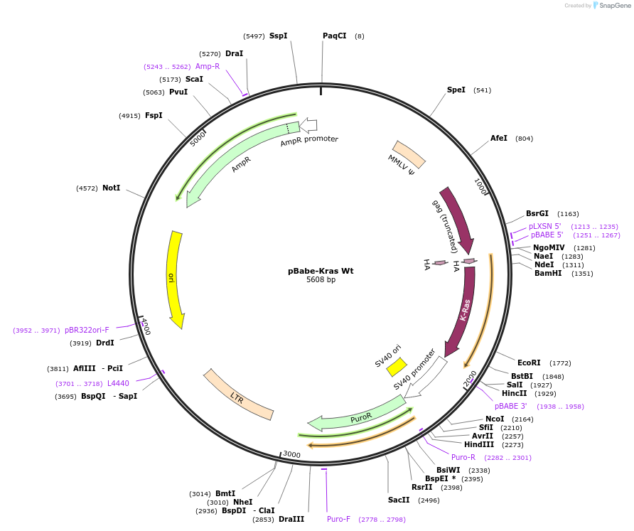 75282-plasmid-map-sequence-id-299863