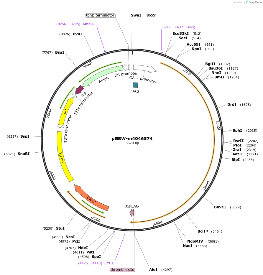 148976-plasmid-map-sequence-id-299914