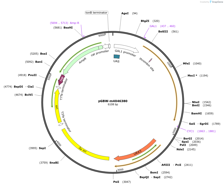 148977-plasmid-map-sequence-id-299915