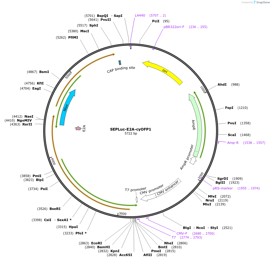 141084-plasmid-map-sequence-id-299922