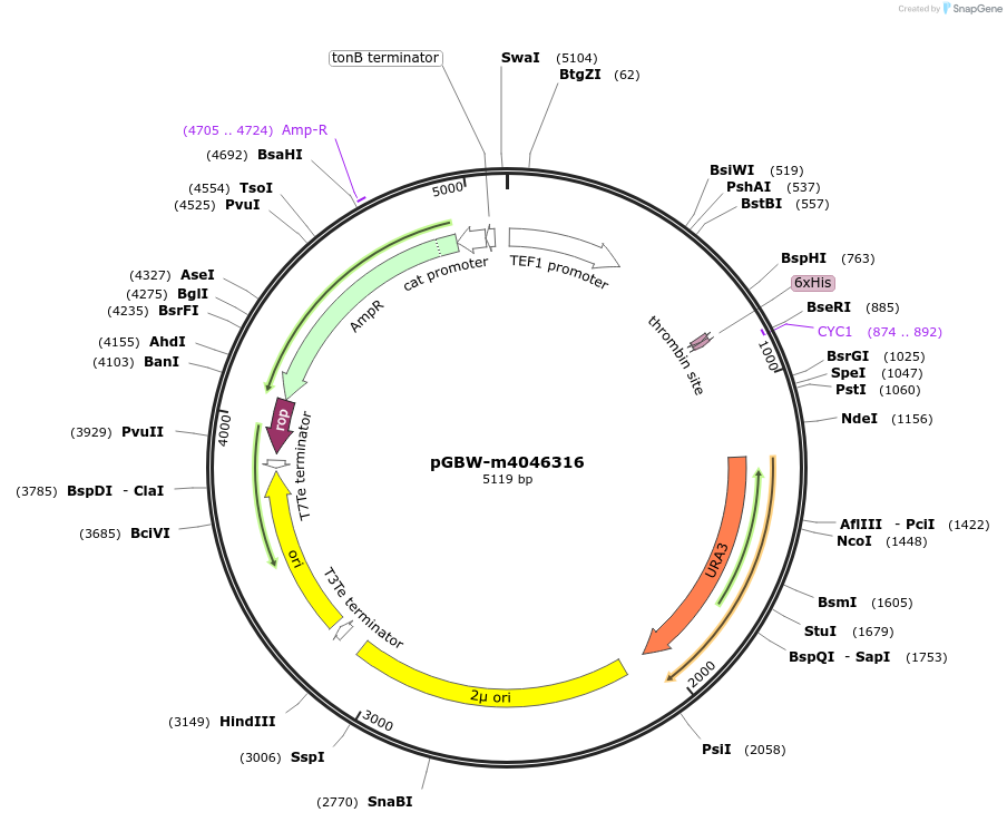 149125-plasmid-map-sequence-id-299940