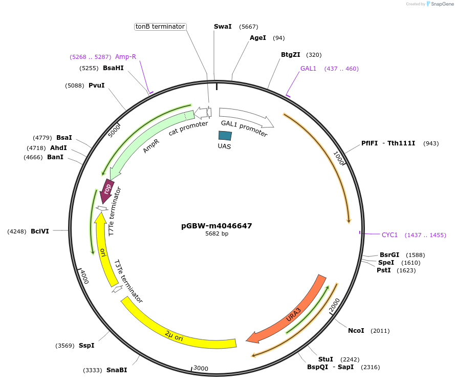153940-plasmid-map-sequence-id-299997
