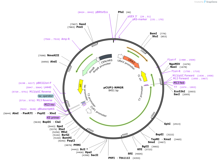 1211-plasmid-map-sequence-id-3