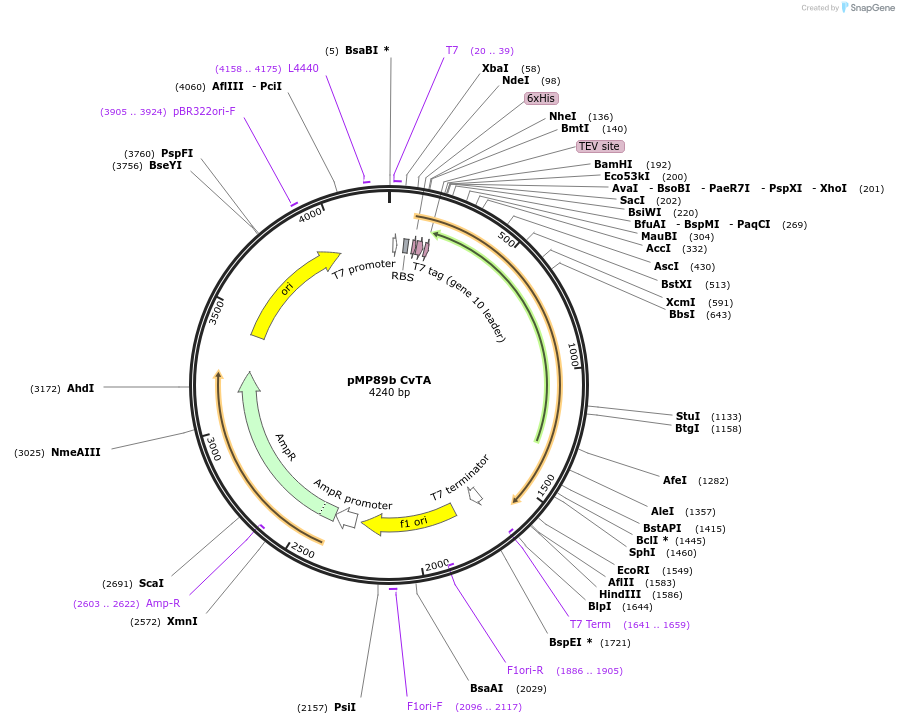 141204-plasmid-map-sequence-id-300087